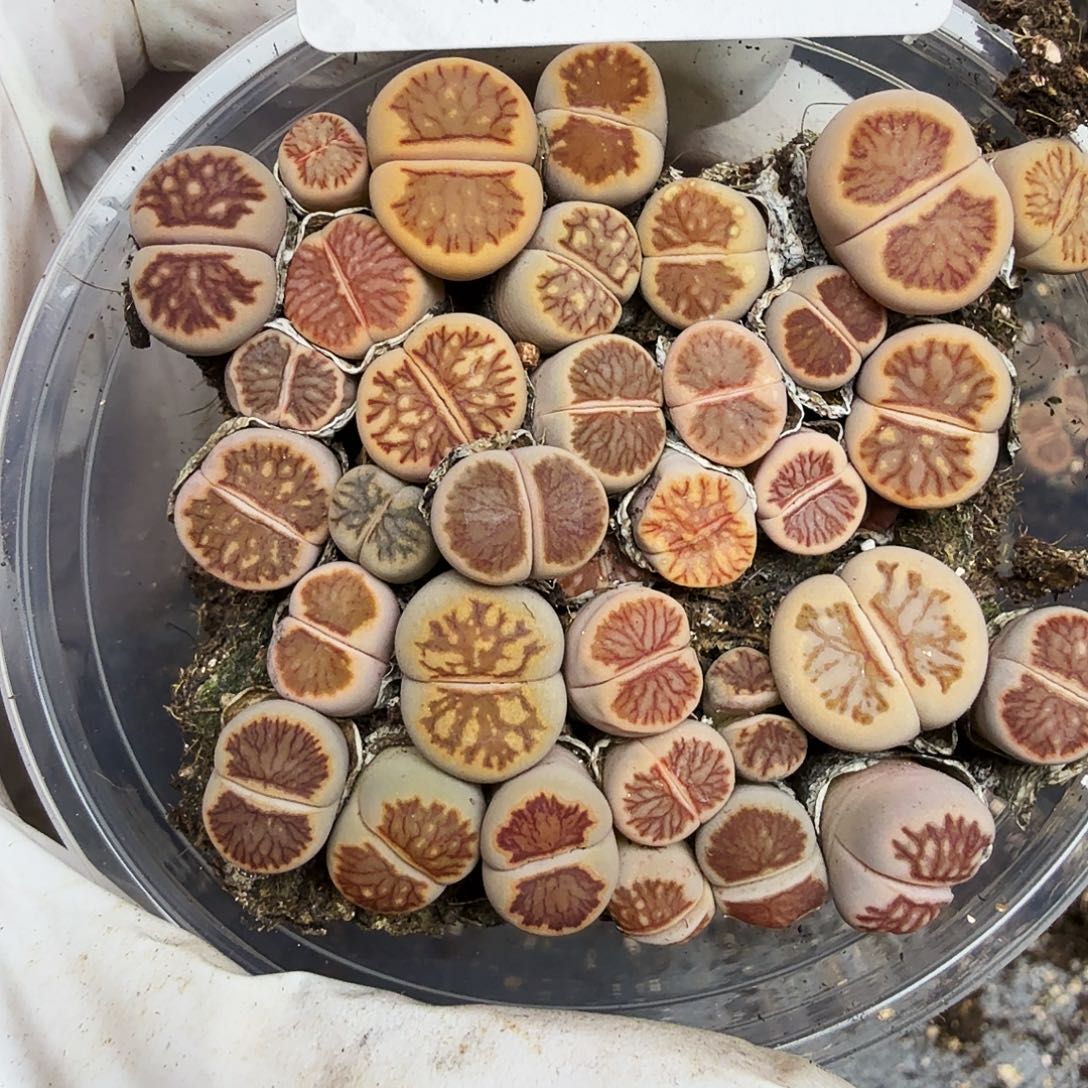 不能给孩子买什么了么283哈哈