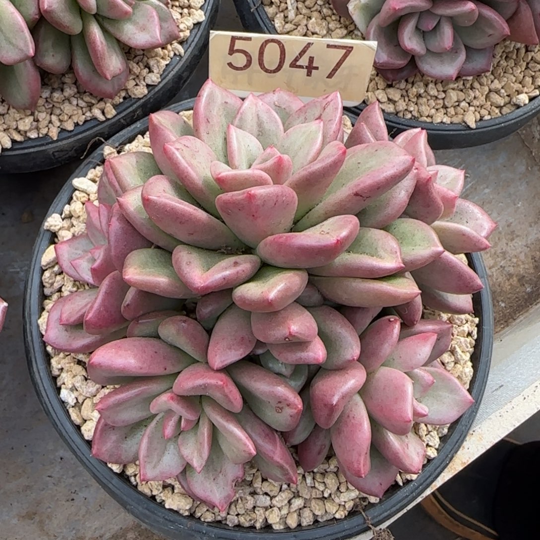 5047。      梦幻泡泡多肉