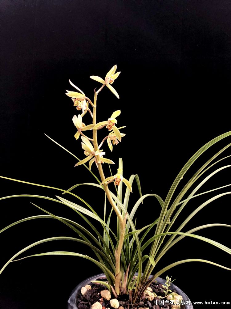 蕙兰花卉边草艺兰