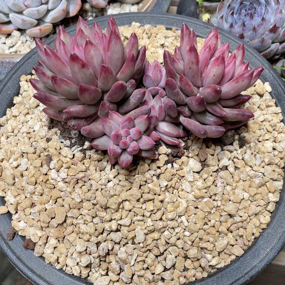 小*果多肉植物的生长发育与生长发育