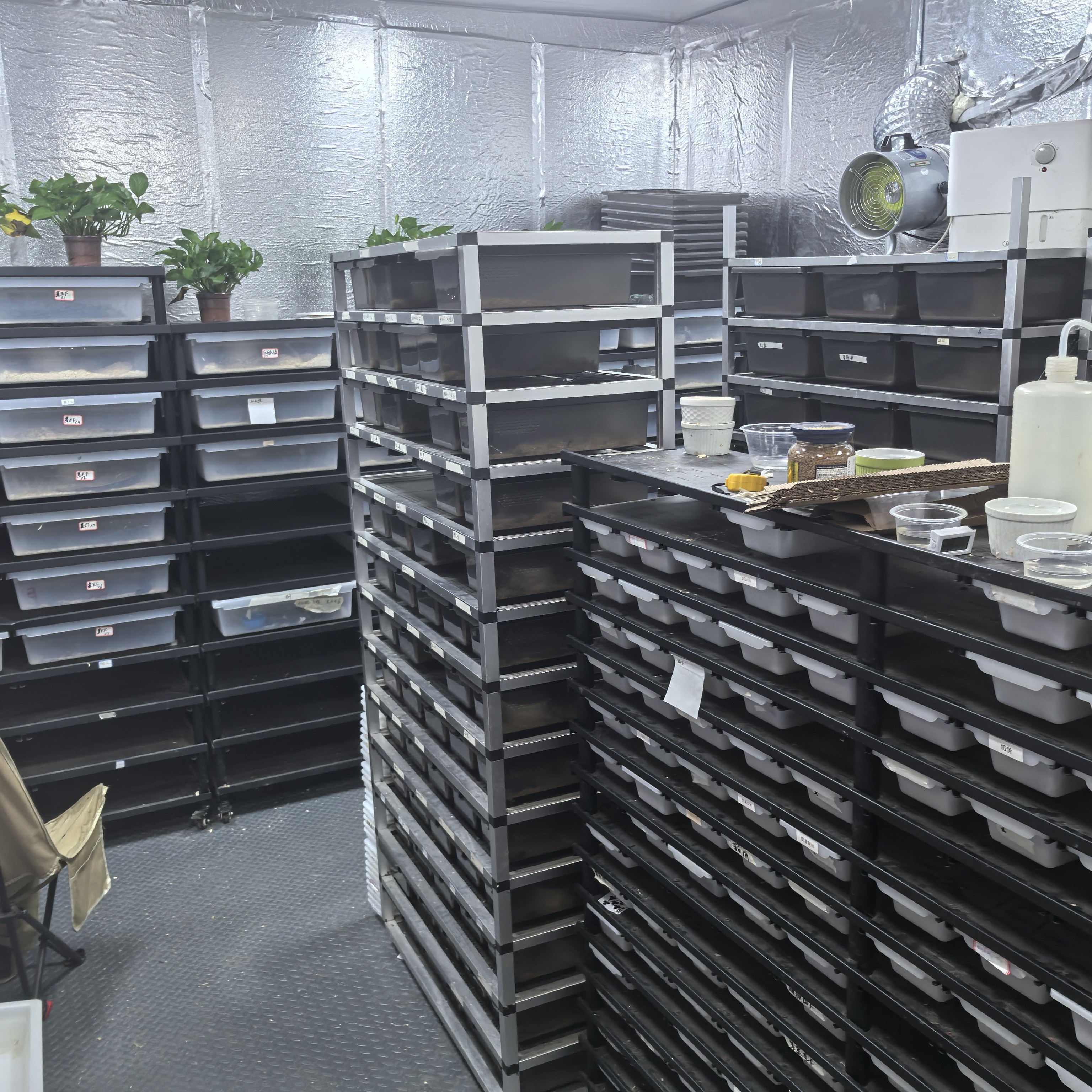 守宫玉米猪鼻黑王束带白娘雪白暴风雪差价链接（包活包邮包健康）