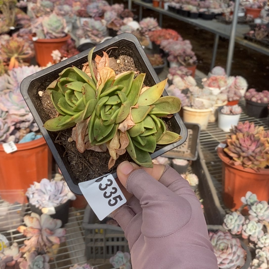 6335翠花三头一物一拍