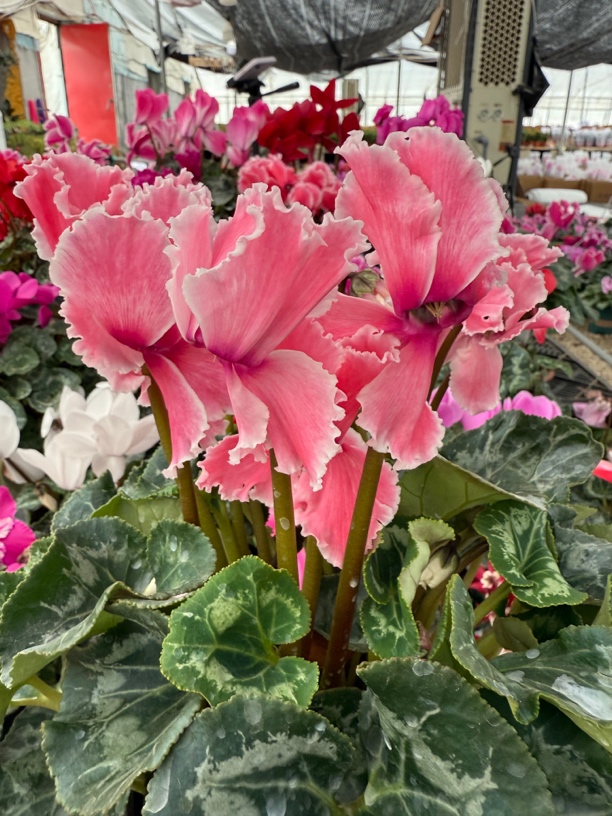 【皱边火焰纹桃粉】（140）仙客来室内观赏花卉