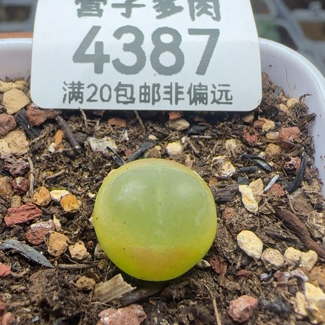 拉登1.3脱土1200。        