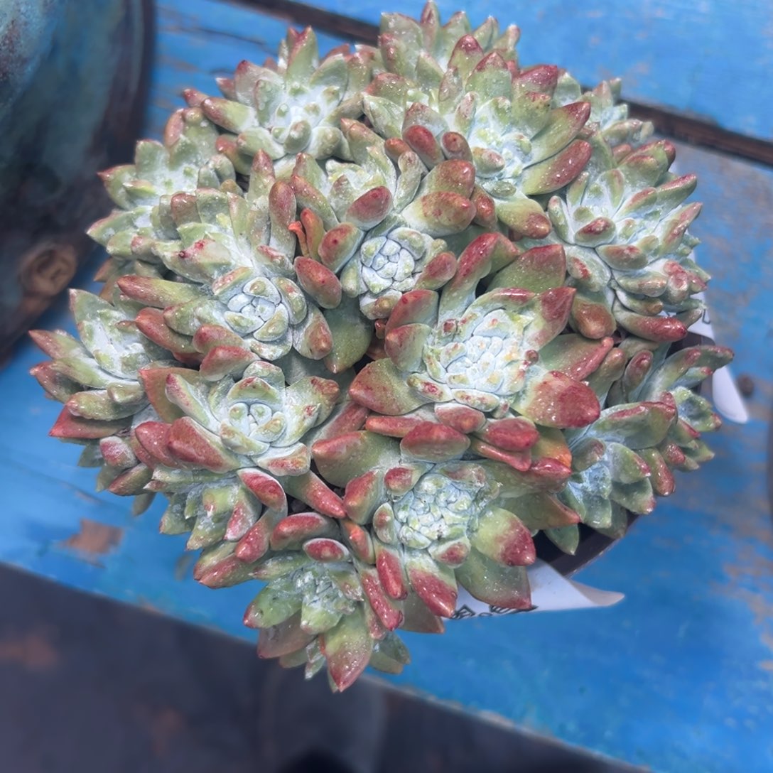 白菊苹果叶～仙女杯1874