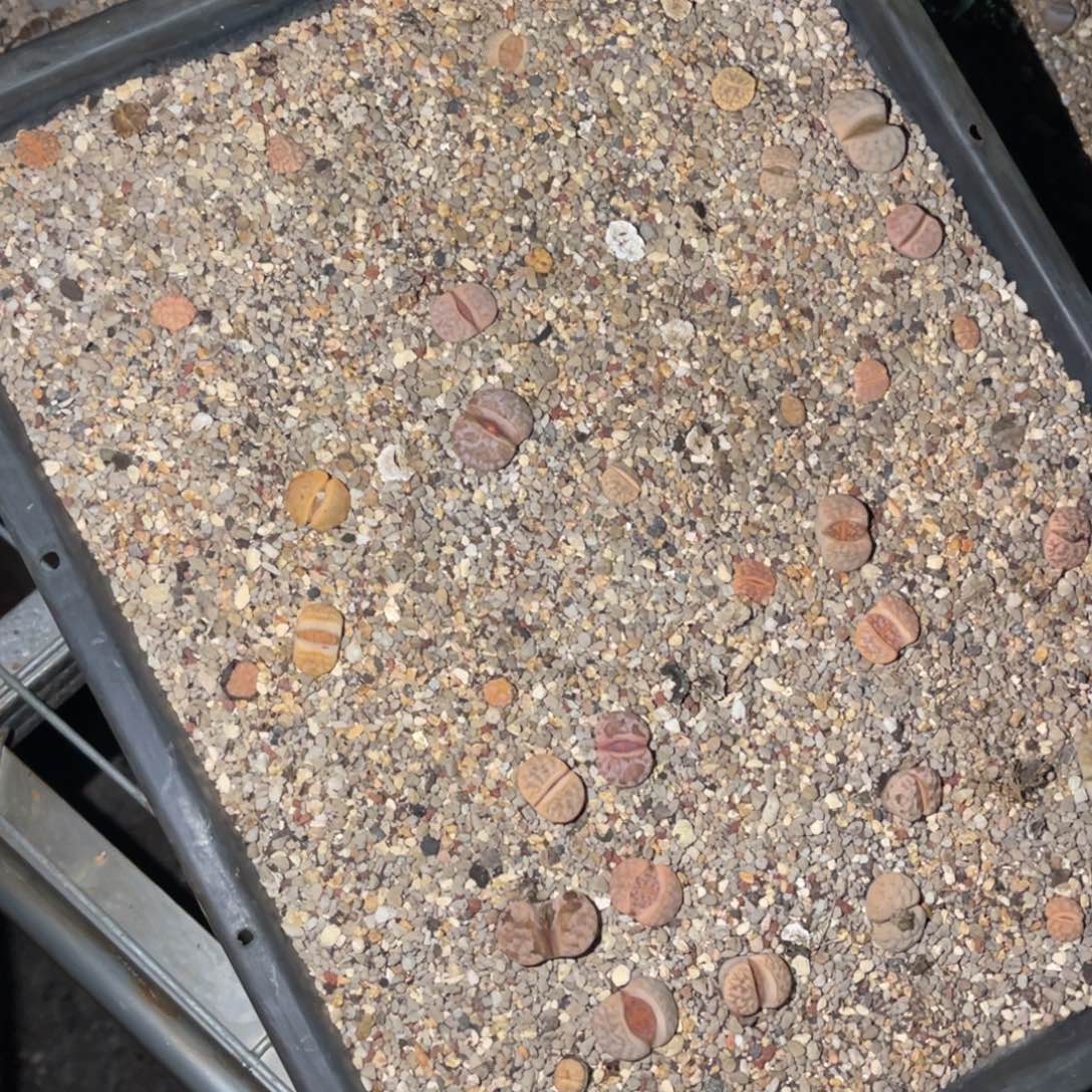 ****计1198福利筐1不售后
