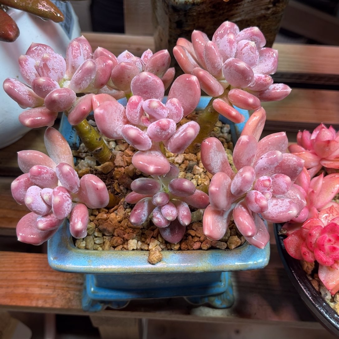 稻田姬美人yincitajulvlva