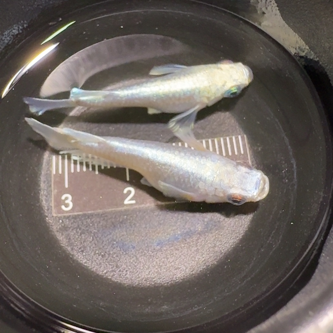 青鳉鱼一物一拍284