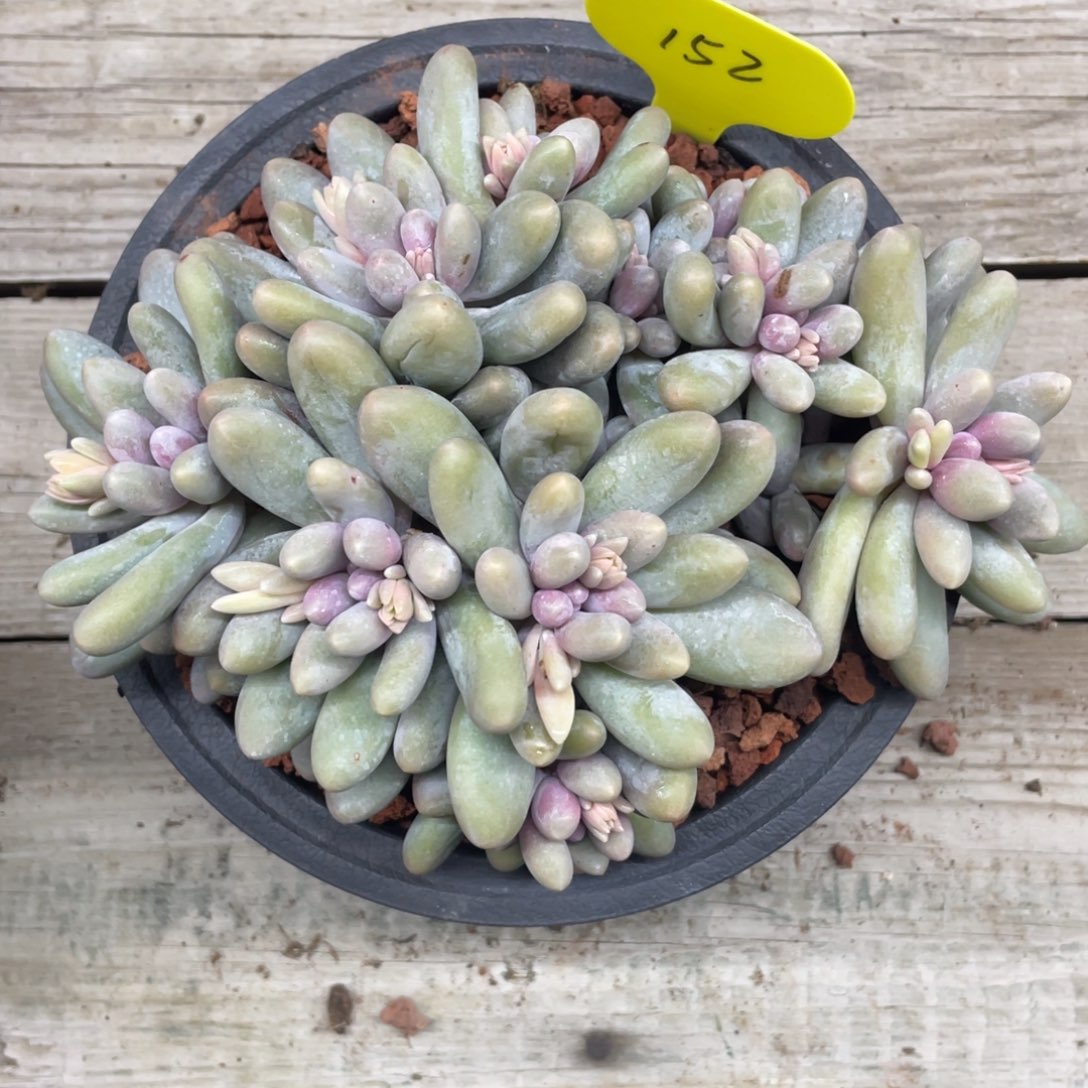 汤圆群生一个无砍13头152