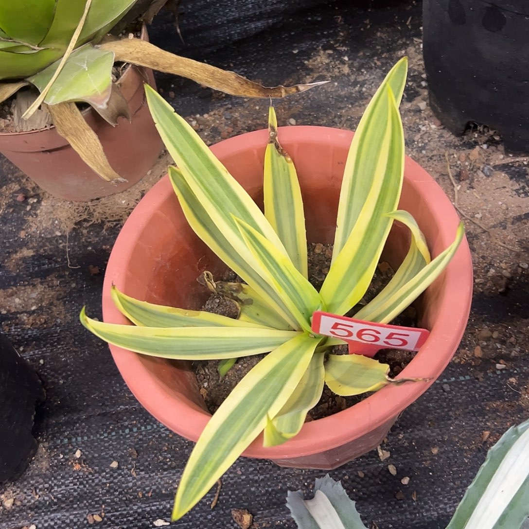 鹦鹉嘴糊斑锦龙舌兰