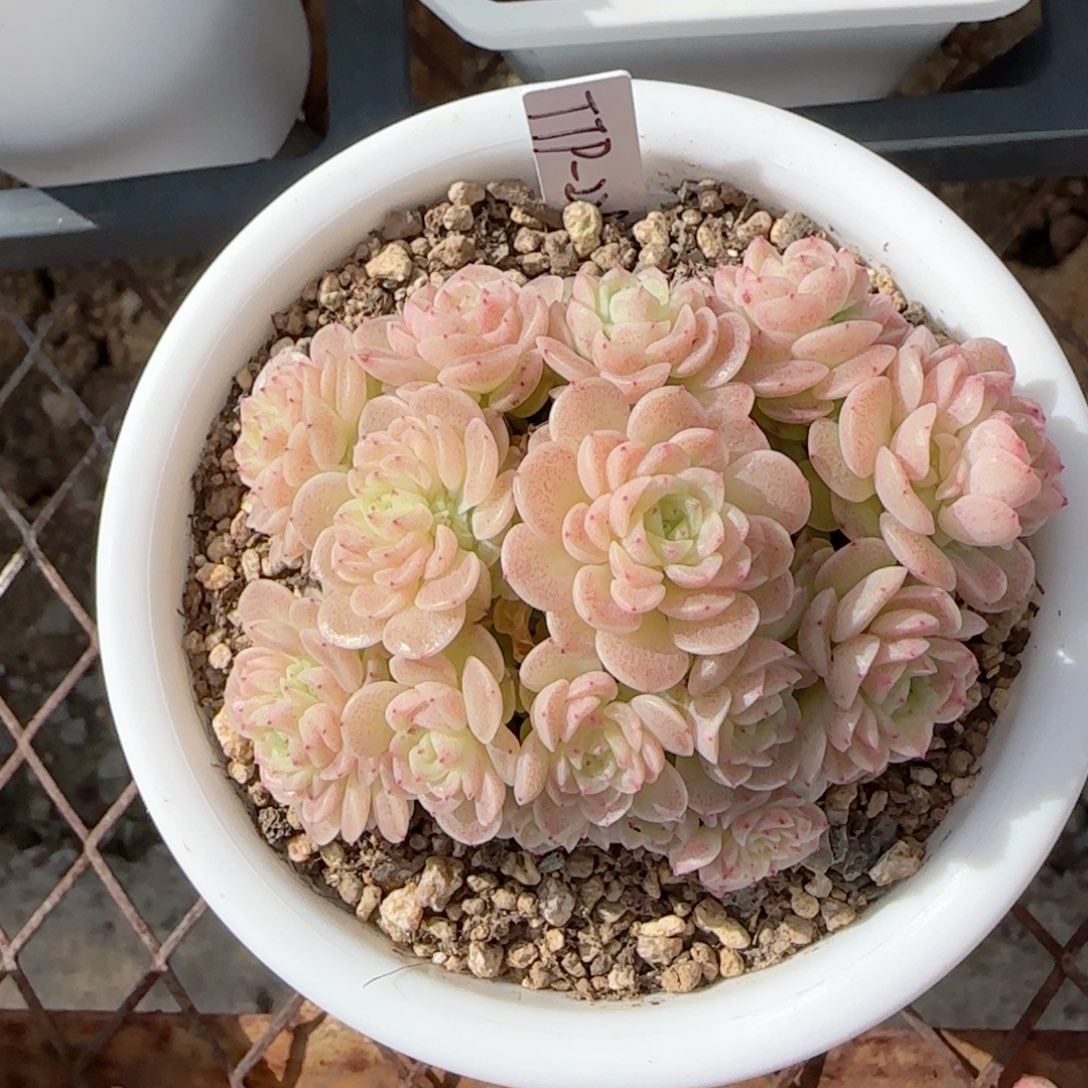 【闪购商品】0125-90（ttp-229）