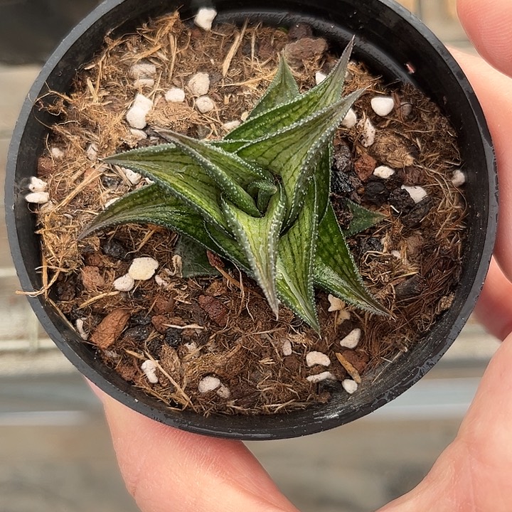 我也不知道我为什么要