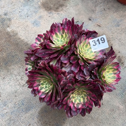 319维纳斯朵朵多肉