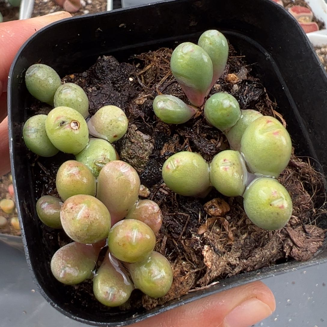 2.2好看的多肉a100