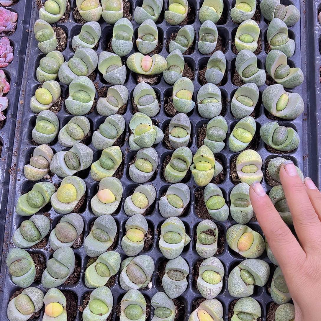 元宝5个19包邮多肉