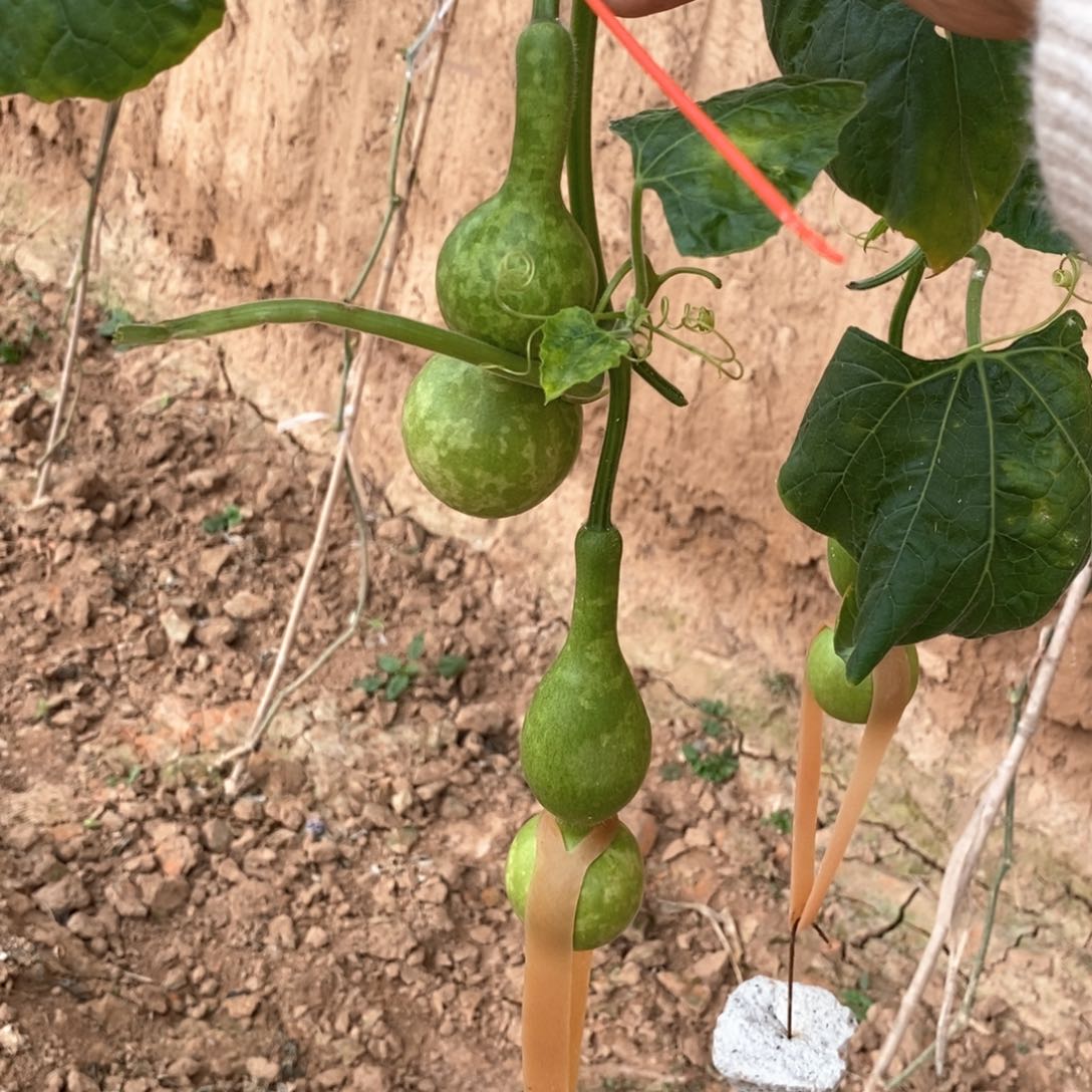 斌***步1935葫芦葫芦葫芦葫芦