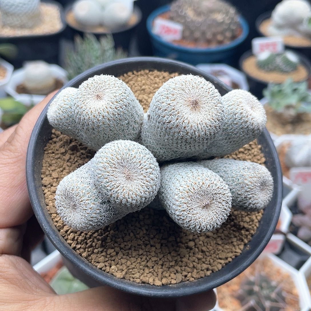 8头月世界仙人球多肉 带盆土包邮