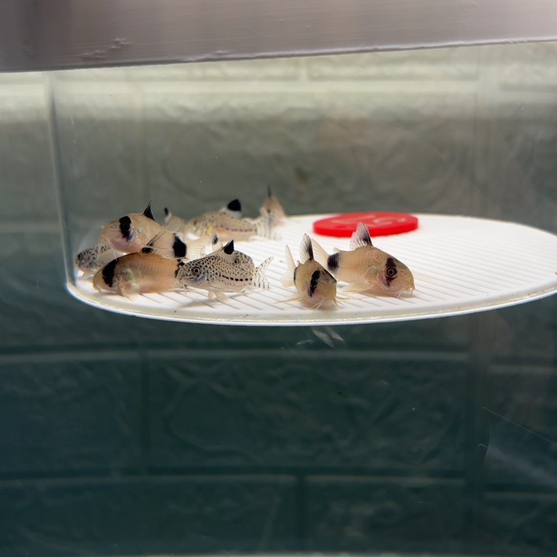 ✎***ℒ清道夫鱼3➕5条熊猫鼠5条茉莉豹鼠