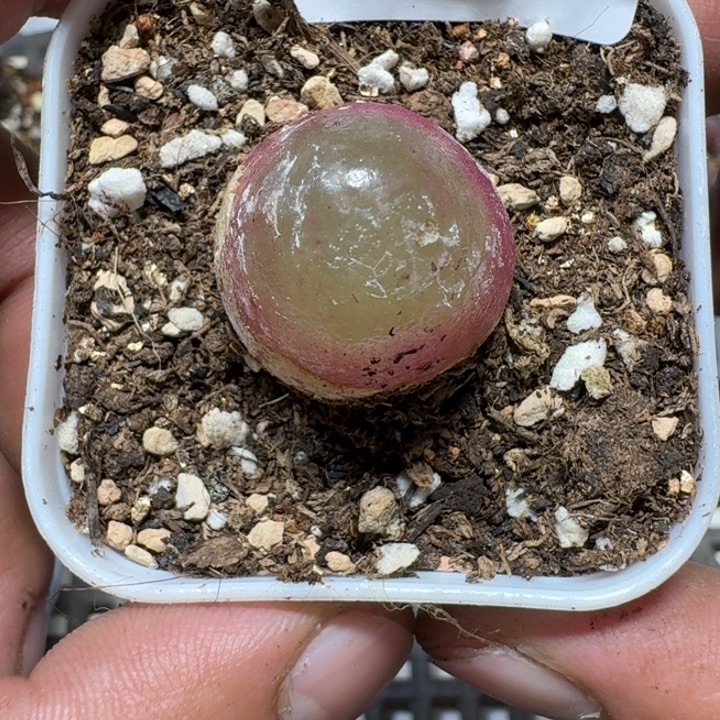 19 多肉植物多肉植物