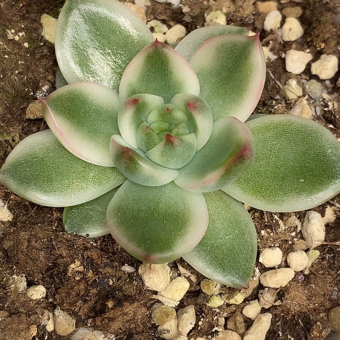 月亮石锦一物一拍，