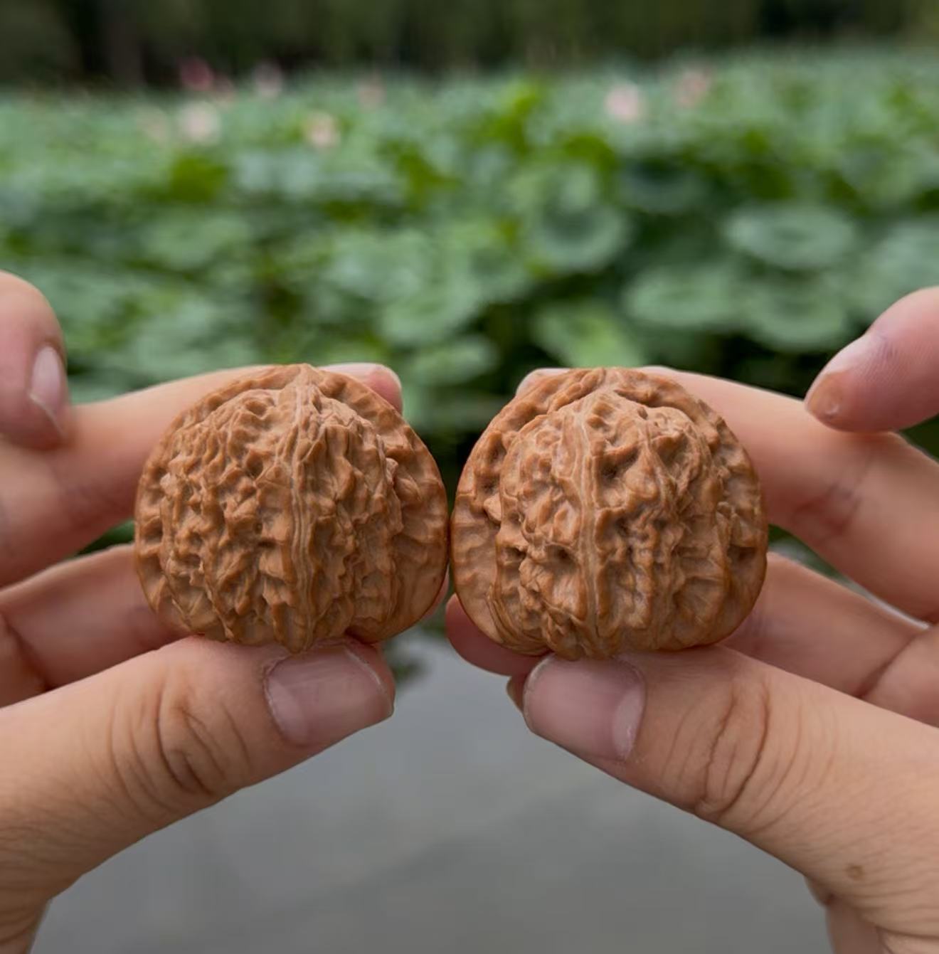 全品三角白狮子核桃