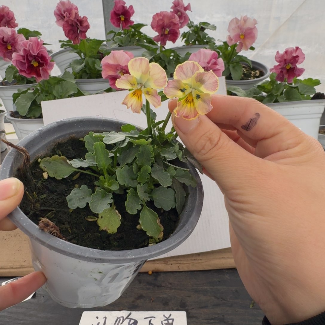 全部花朵139号角堇