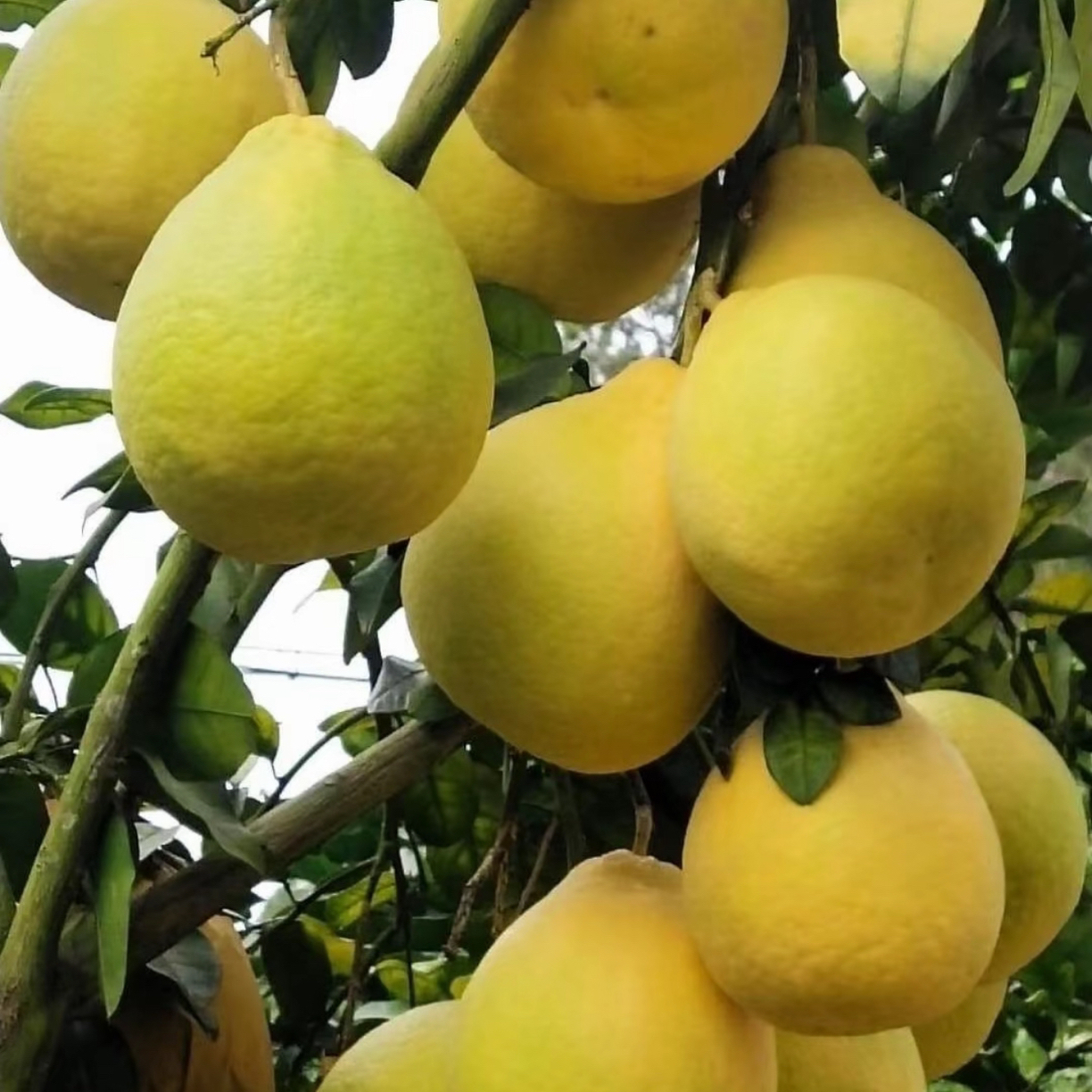 沙田柚新鲜现货广西容县特产沙田柚纯甜无酸白心当季水果