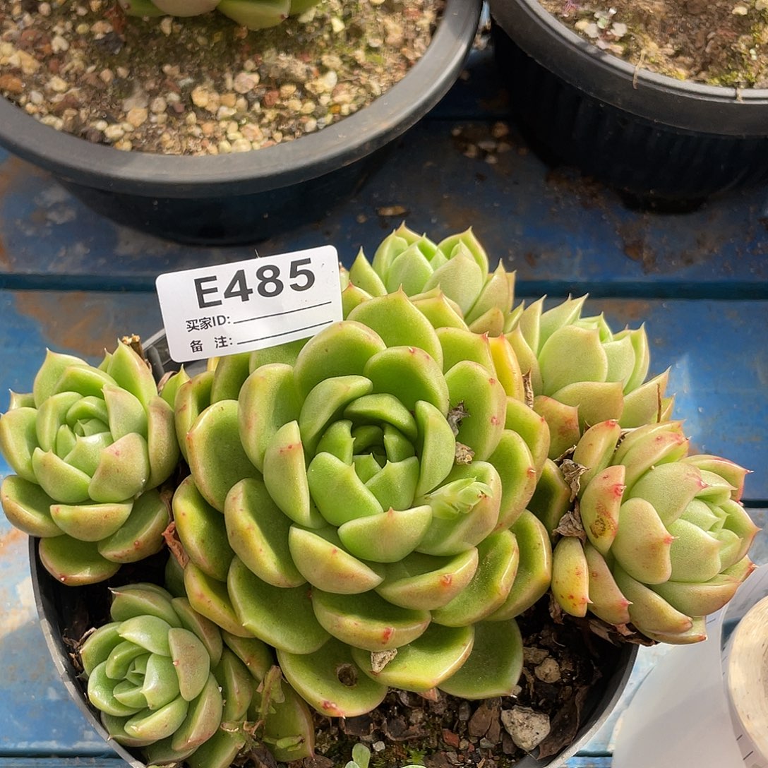 若如东云单拍E485