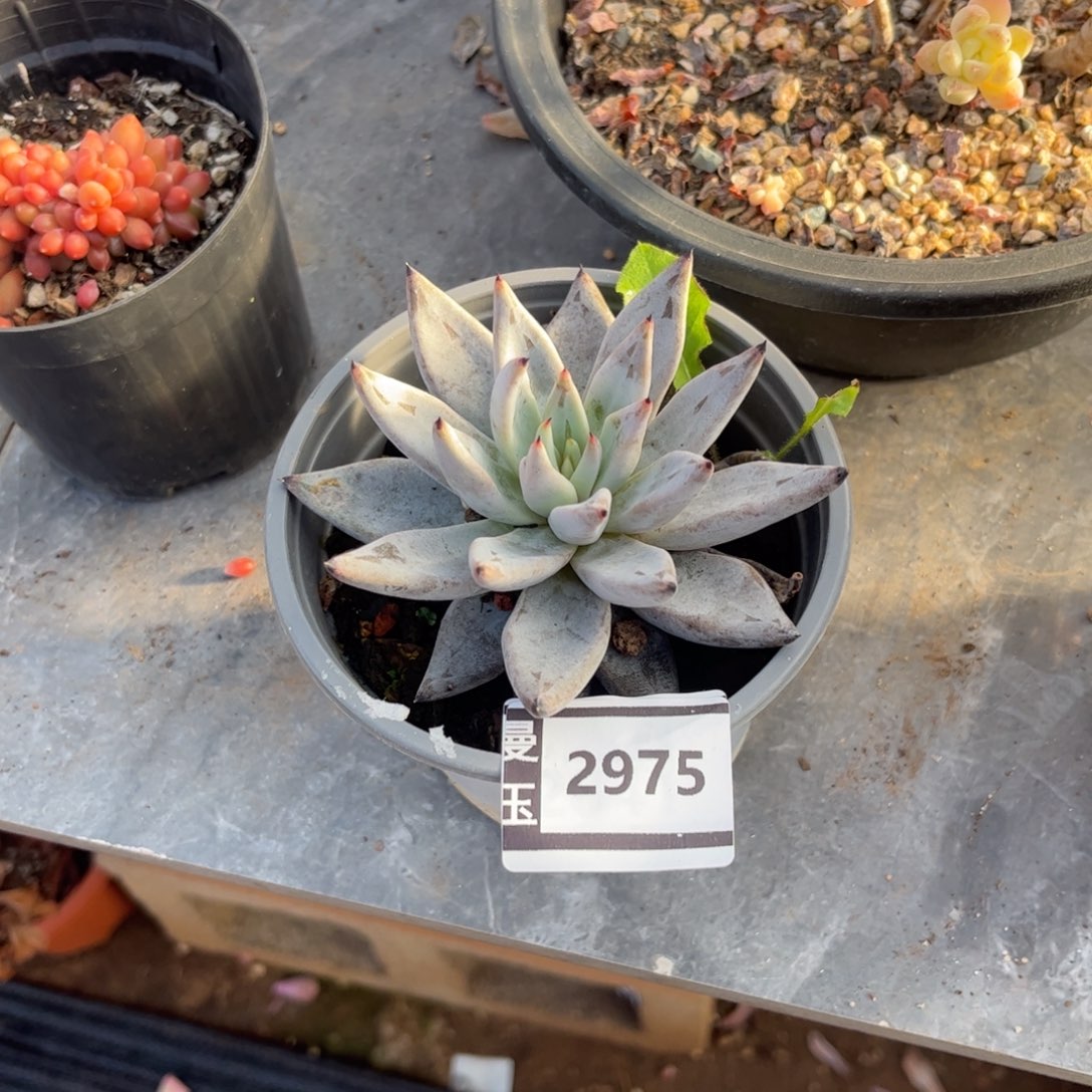 魔爪多肉植物2975