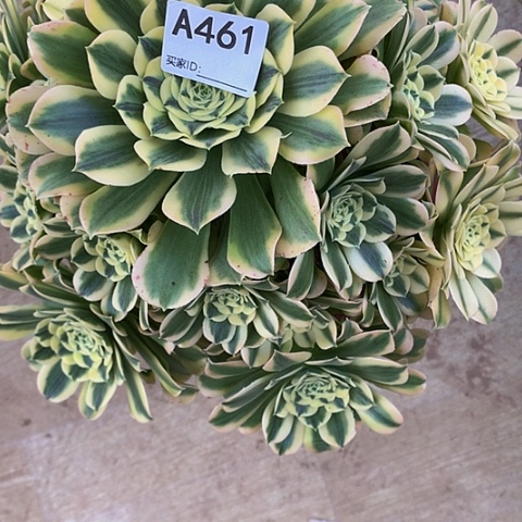 迈巴赫461脱土发货