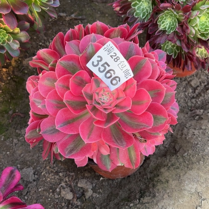 3566女巫多肉植物