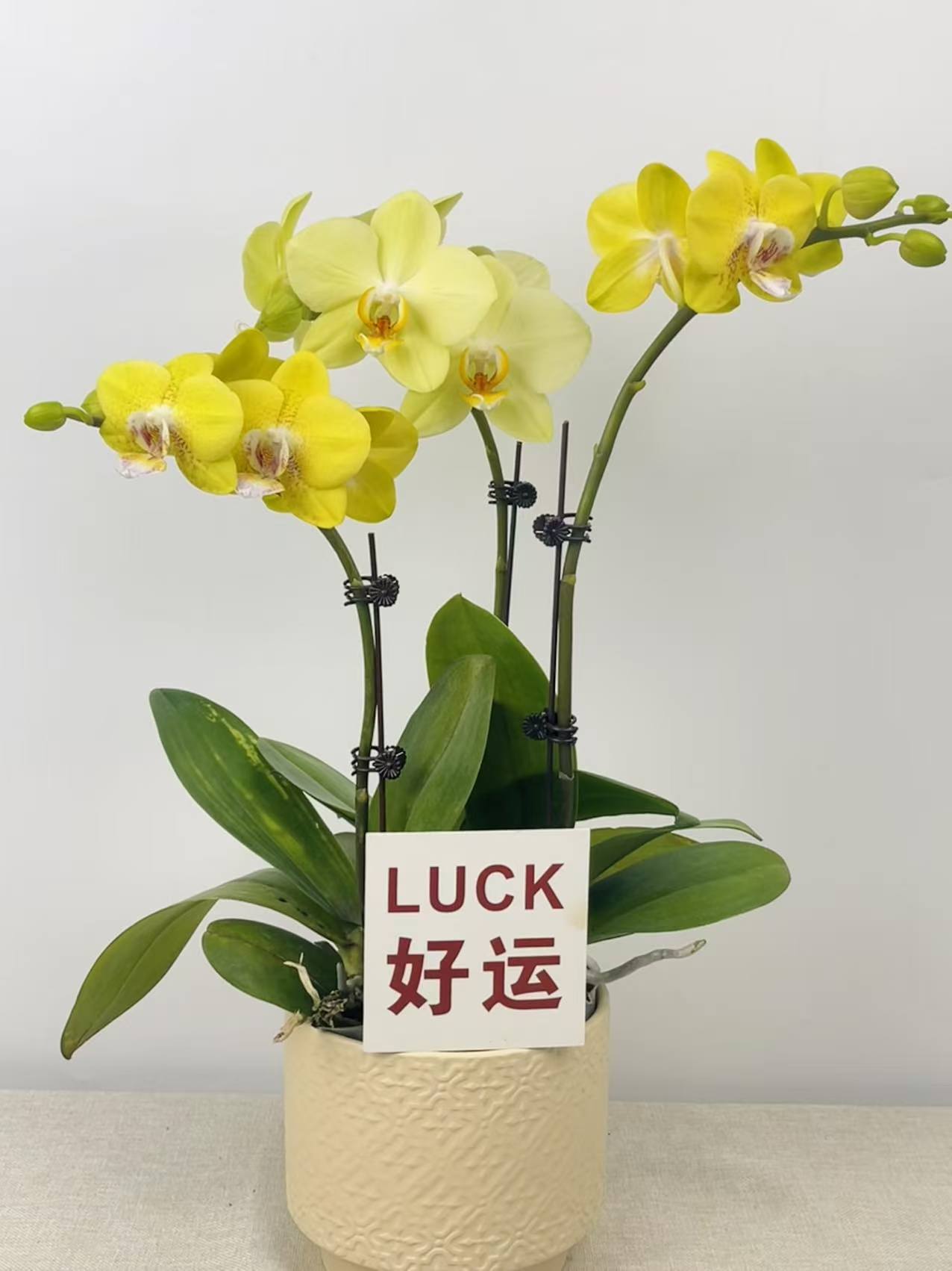 【黄金海岸+田格格】盆栽大苗带花剑花苞四季开花室内花卉好养活