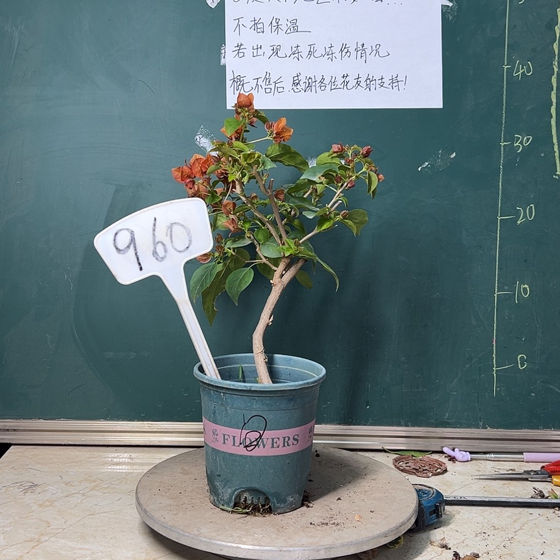 完全开放  福利  落日 弯杆  960