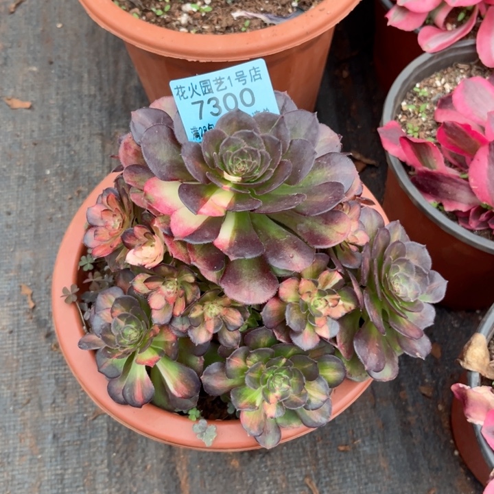 海王七彩7300多肉植物