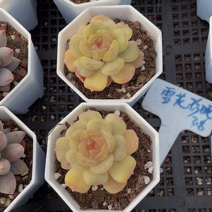 容景珍妮带盆土发货