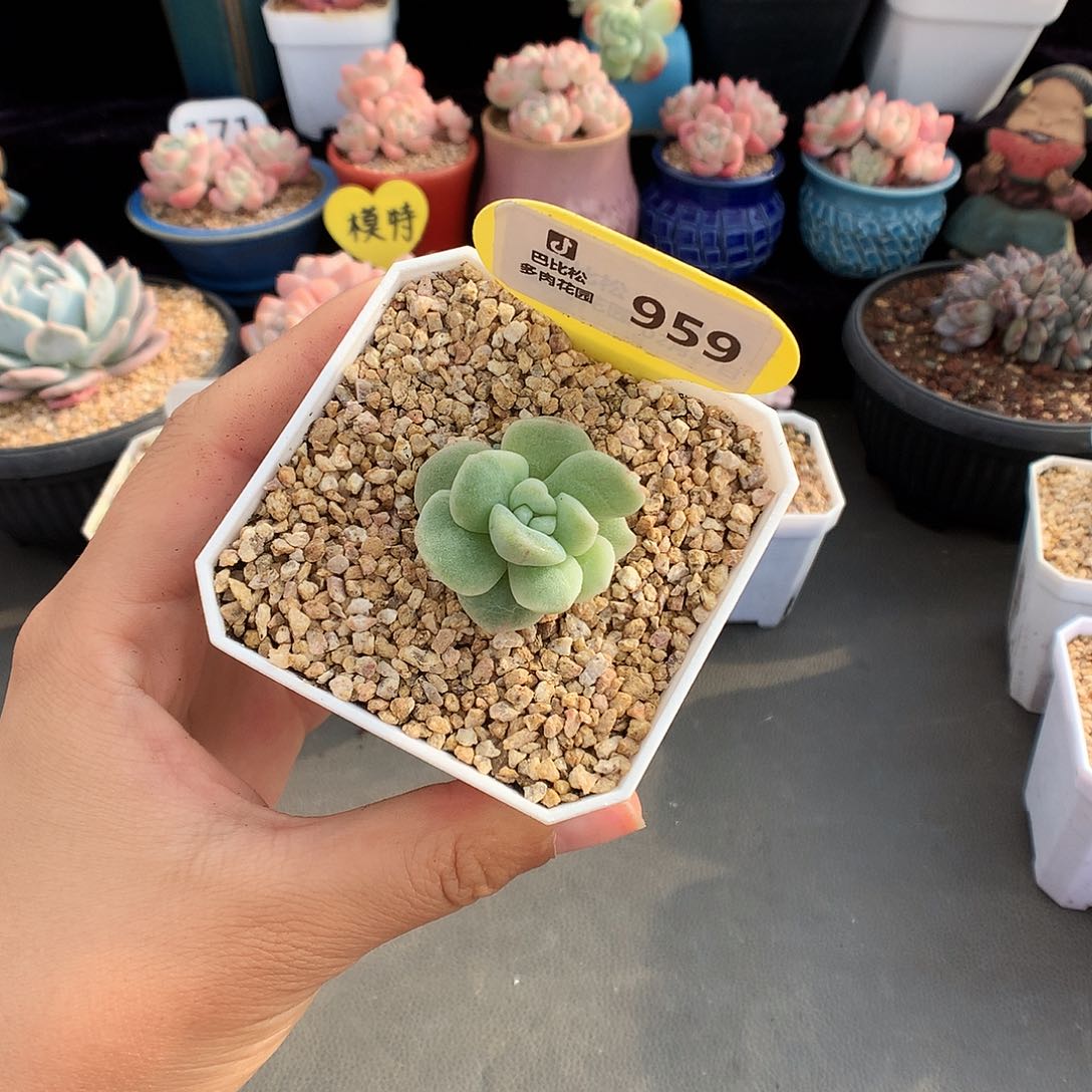 959白锦冰玉石化多肉植物