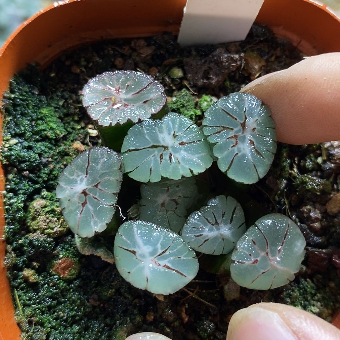 171紫系z1万象十二