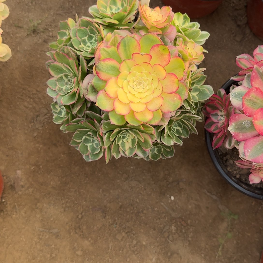 4174海仙多肉法师