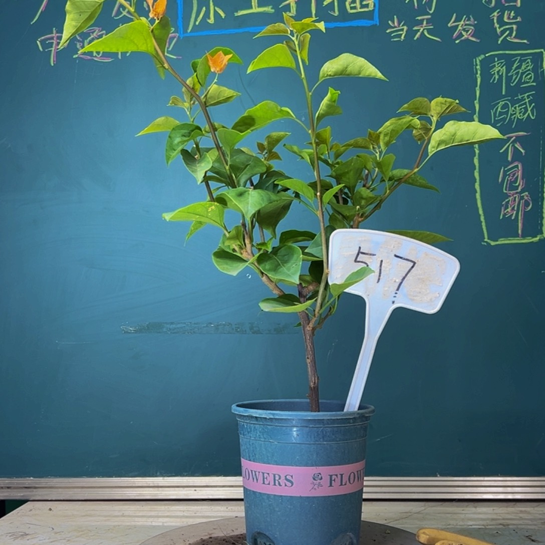 当前无花栽培后可以开花福利  波伊斯玫瑰  517