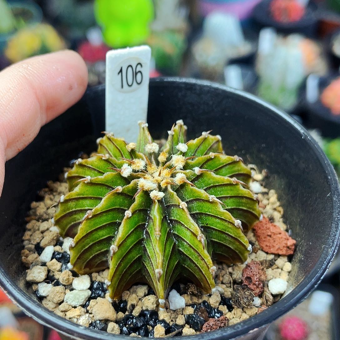 13楞非偏远地区满25包邮仙人球