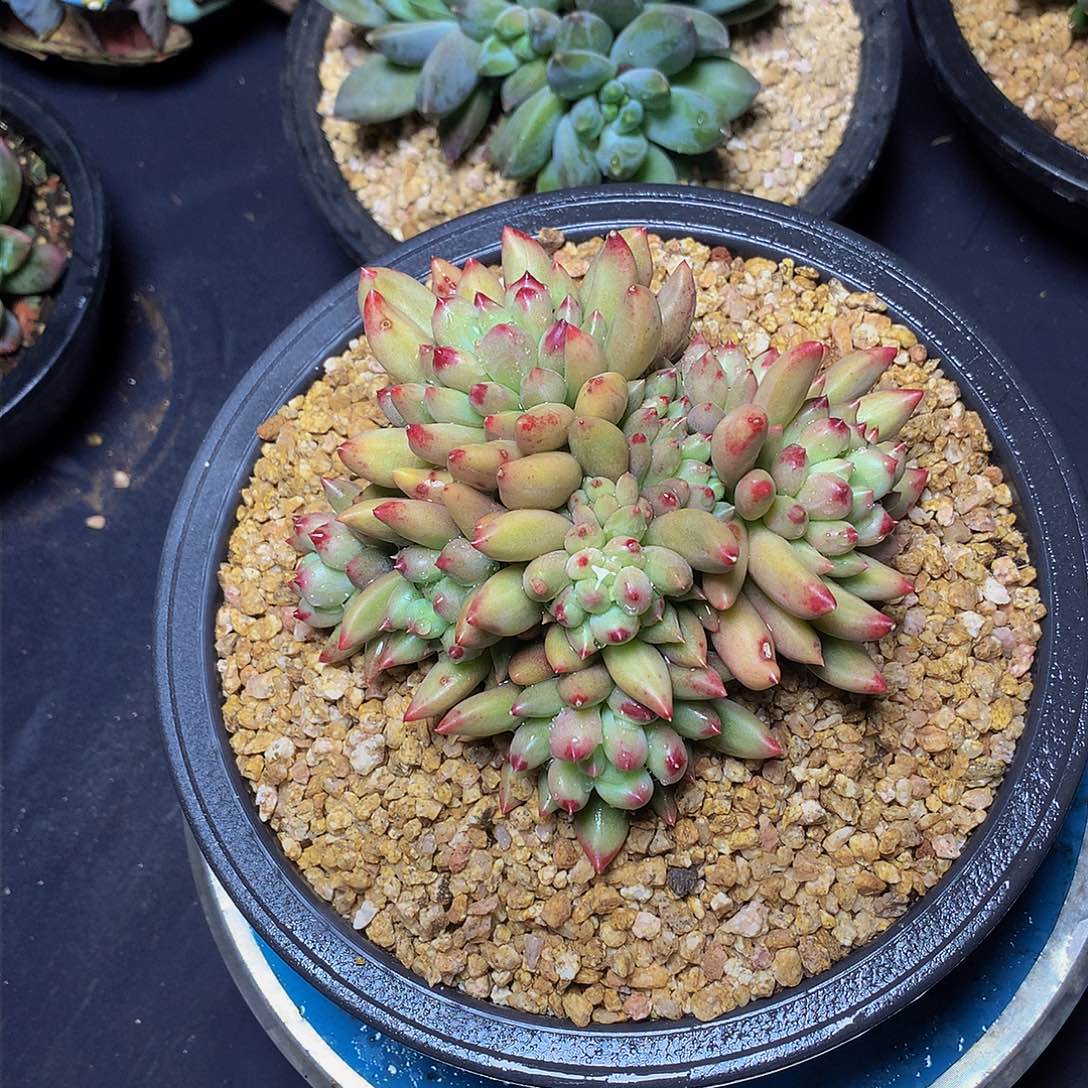 初*?哈哈哈哈哈哈哈哈哈哈