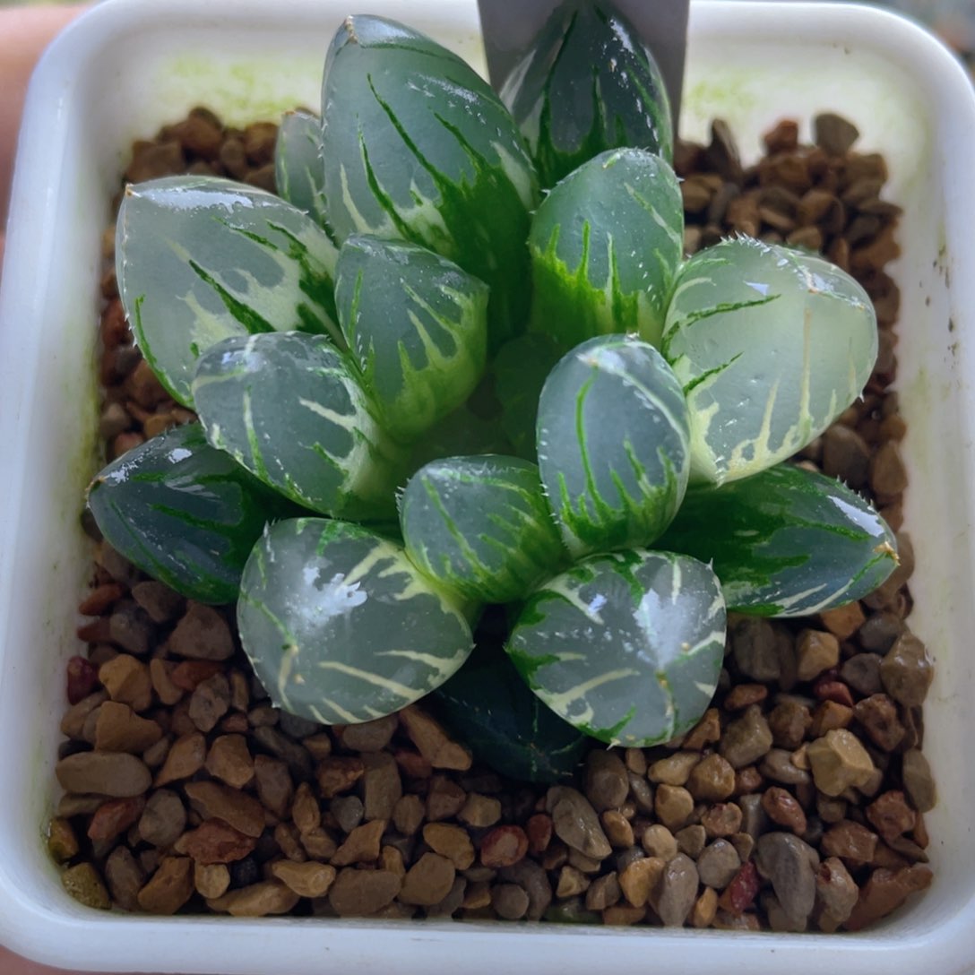 8.十二卷多肉oh玉露锦。   