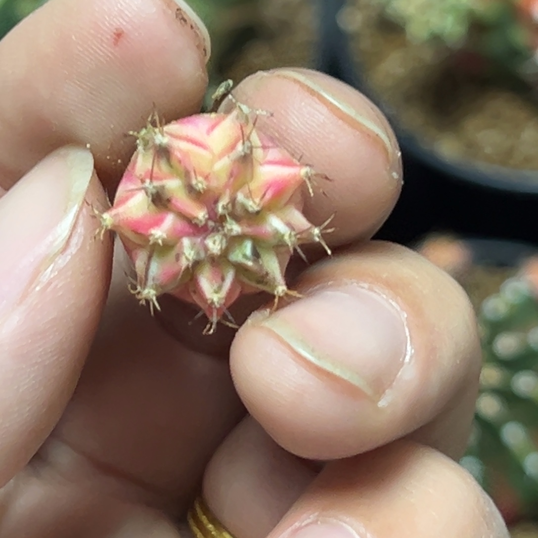 加法侧芽自根脱土发货14