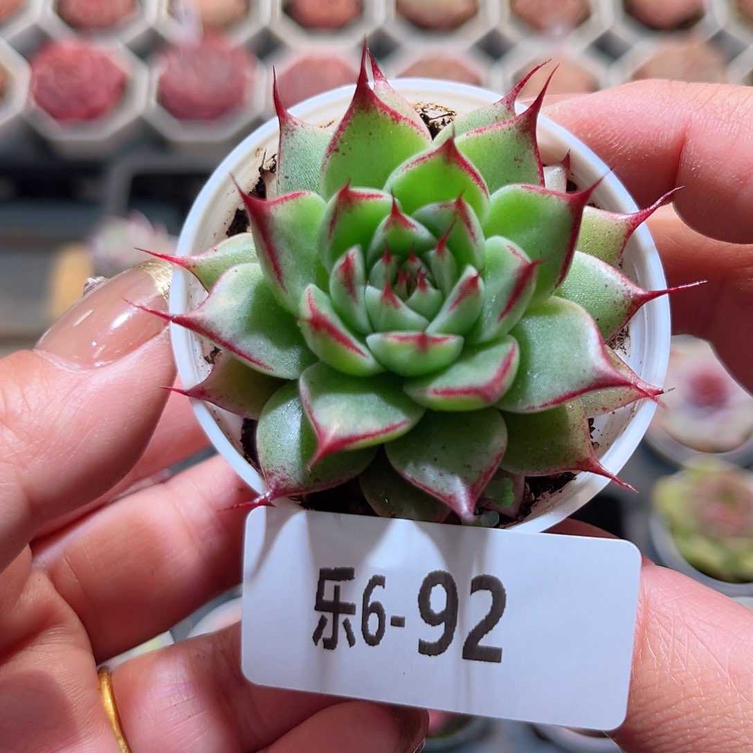 乐6-92 托斯卡内利