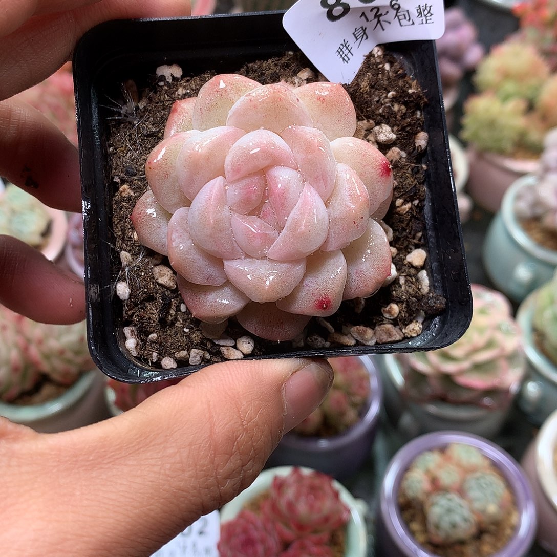 精控拇指盆12.6806