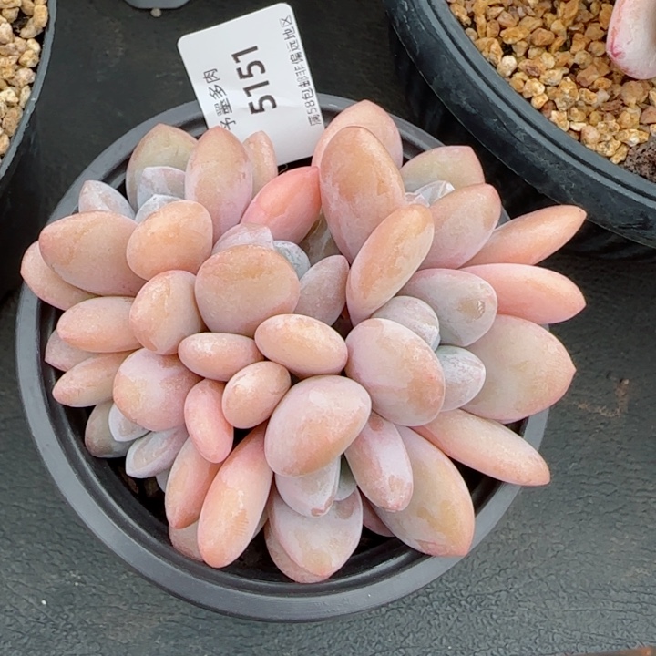 粉兔群，5151多肉植物