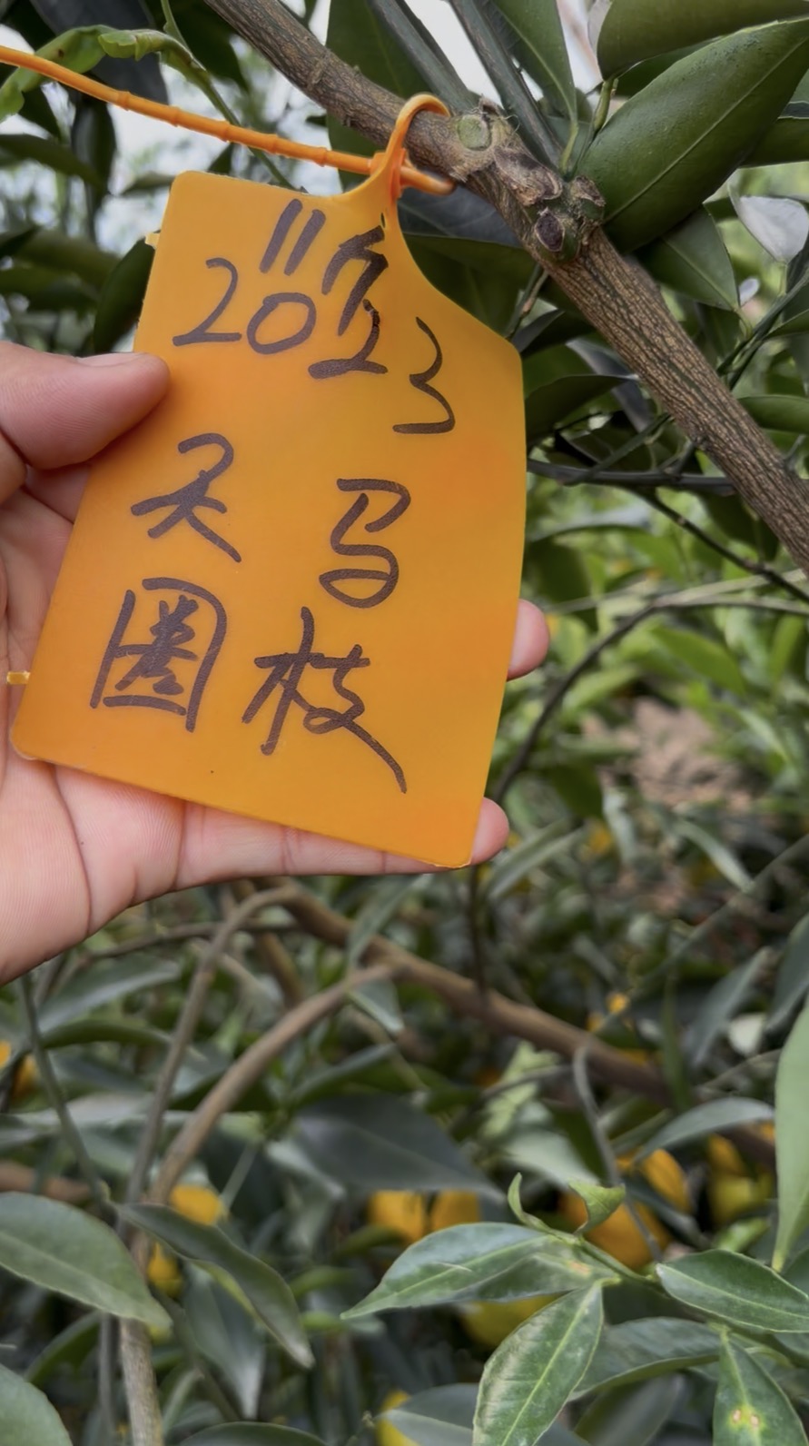 【天马圈枝新皮】二红皮大红皮正宗新会陈皮广东新会原产地生晒