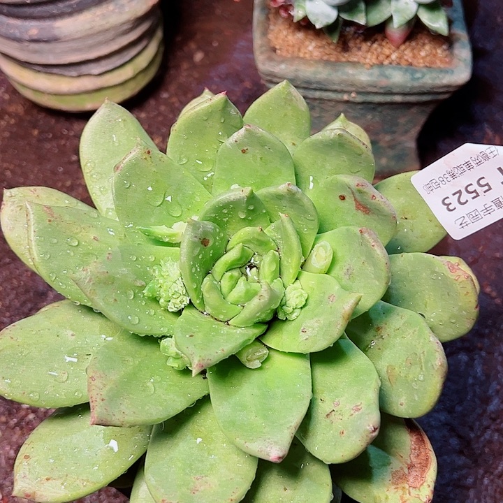 5523宽脸普芙拇指仙女杯多肉