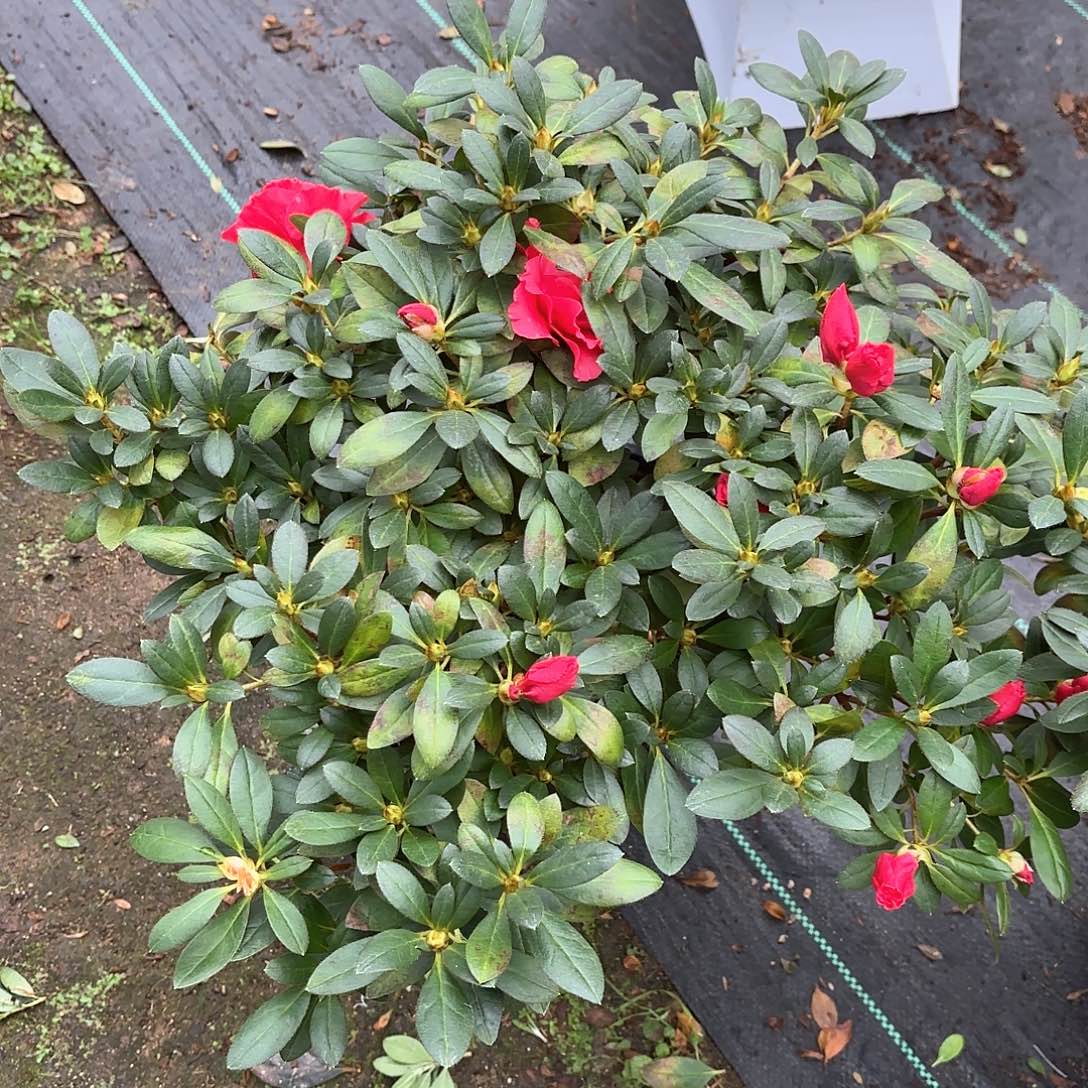 否***来大部分花苞少量开放