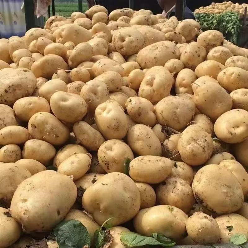 【凉都阿河】代收 贵州黄心洋芋土豆